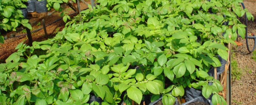Projeto Plantando Batata com Ciência do IAC recebe o prêmio Eco Schools International Award Certificate