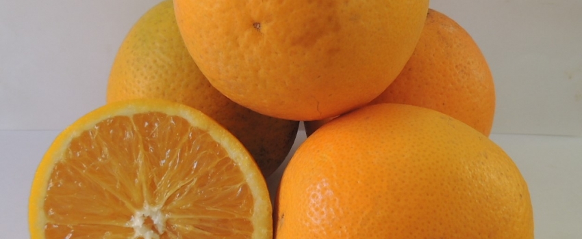 IAC comemora 138 anos e bicentenário do nascimento de D. Pedro II com lançamento de 13 cultivares