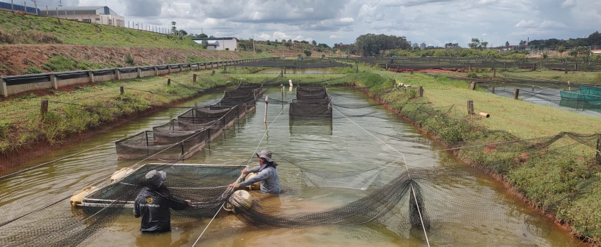 Instituto de Pesca estabelece banco de germoplasma de tilápia no Brasil