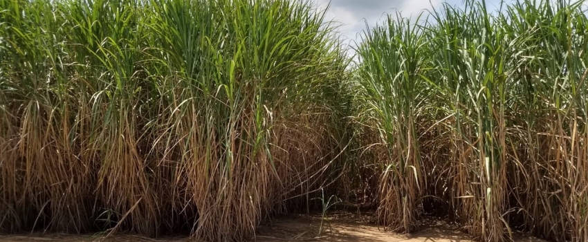 IAC celebra 139 anos com patente para tecnologia que amplia o potencial da cana na produção de biocombustíveis avançados