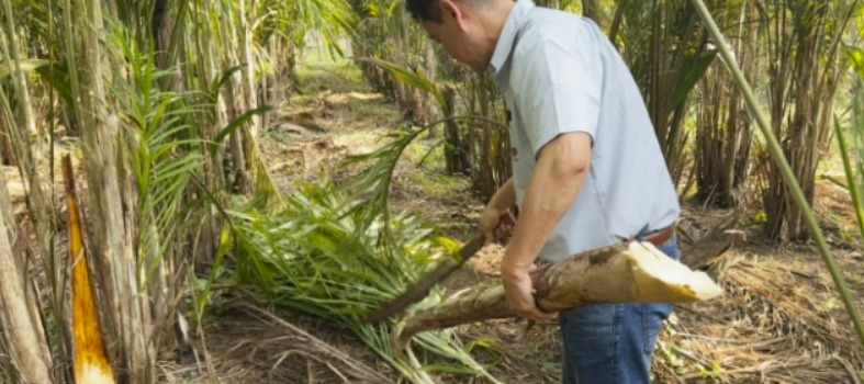 APTA REGIONAL apresenta soluções sustentáveis para hortaliças, batata-doce e pupunha na Hortitec 2026