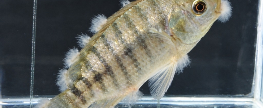 Instituto de Pesca utiliza metodologias alternativas para avaliar fitoterápicos na aquicultura sustentável