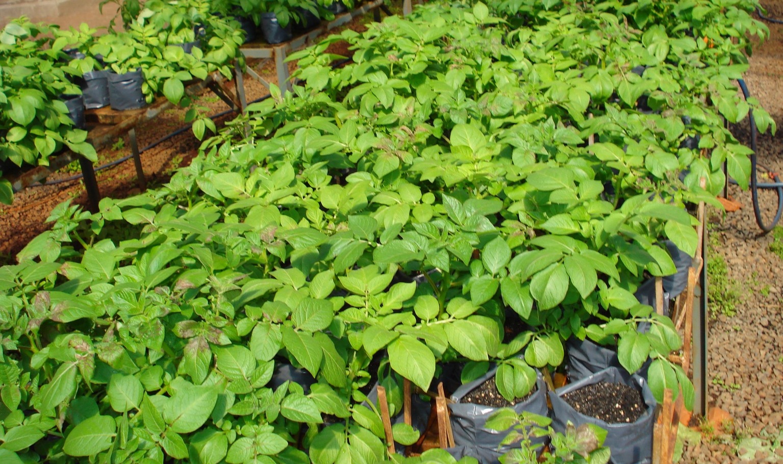 Projeto Plantando Batata com Ciência do IAC recebe o prêmio Eco Schools International Award Certificate