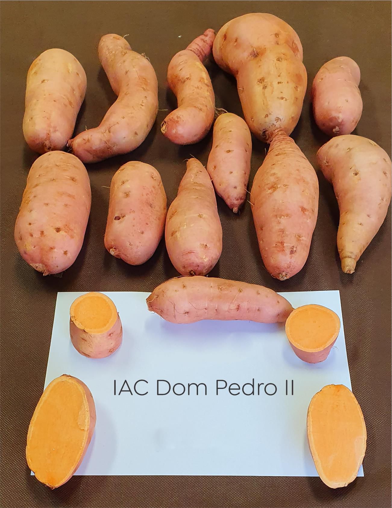 IAC expõe nova variedade de batata-doce durante a 6ª Feira Tecnológica da Batata-doce – Batatec