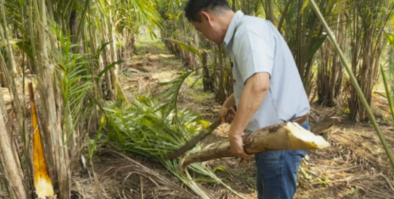 APTA REGIONAL apresenta soluções sustentáveis para hortaliças, batata-doce e pupunha na Hortitec 2026